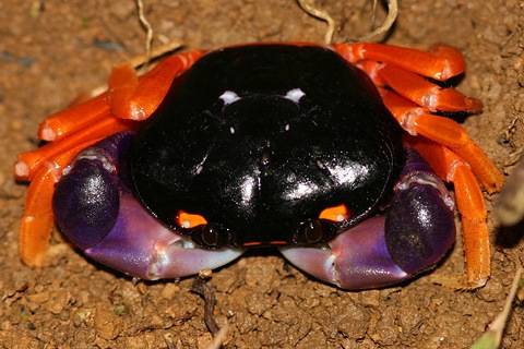 halloween-crab.jpg