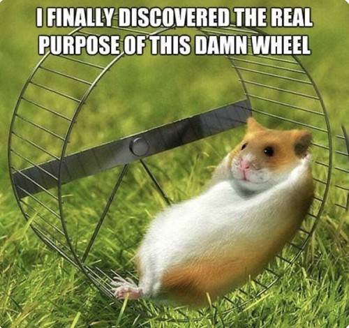 hamster.jpeg