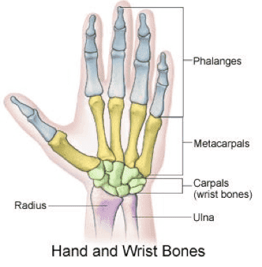 Hand_and_wirst_bones.png