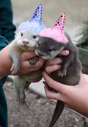 HAPPY-BIRTHDAY-OTTERS.jpg