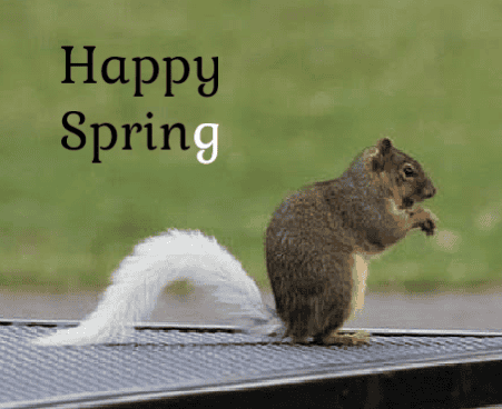 happyspring.png