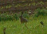 hare.jpg