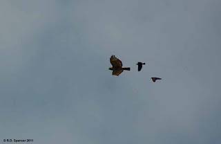 Hawk%2BChase5A.jpg