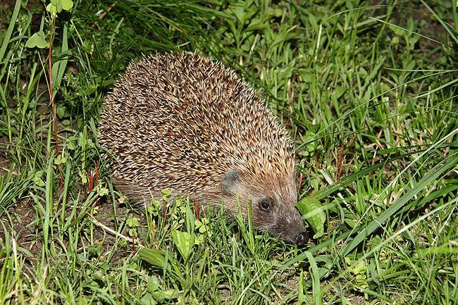 hedgehog.jpg