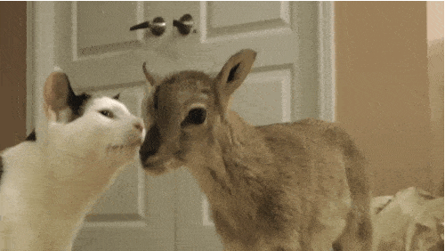hi%20there%20new%20best%20friend.gif