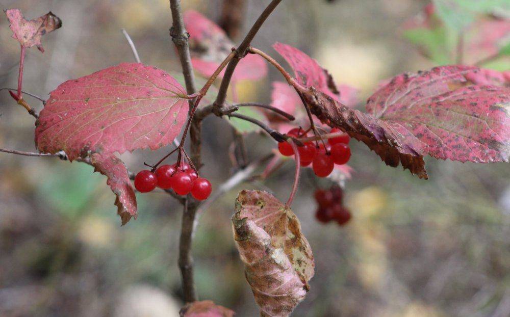 High Bush Cranberry.JPG