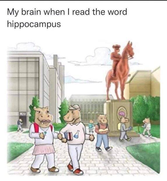 hippo.jpg