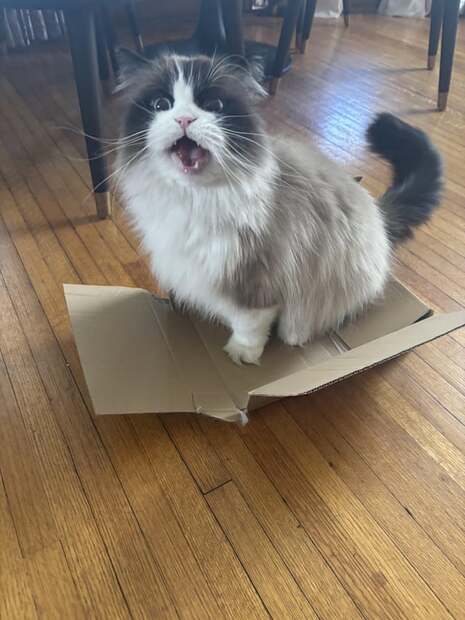 r/cats - Cat broke his favorite box and threw a fit