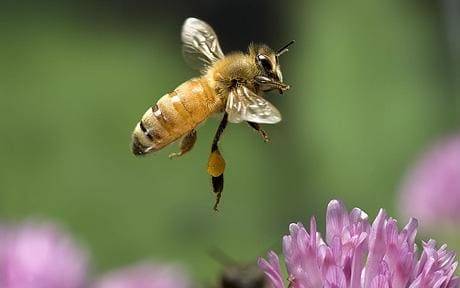 honey_bee_1247798c.jpg