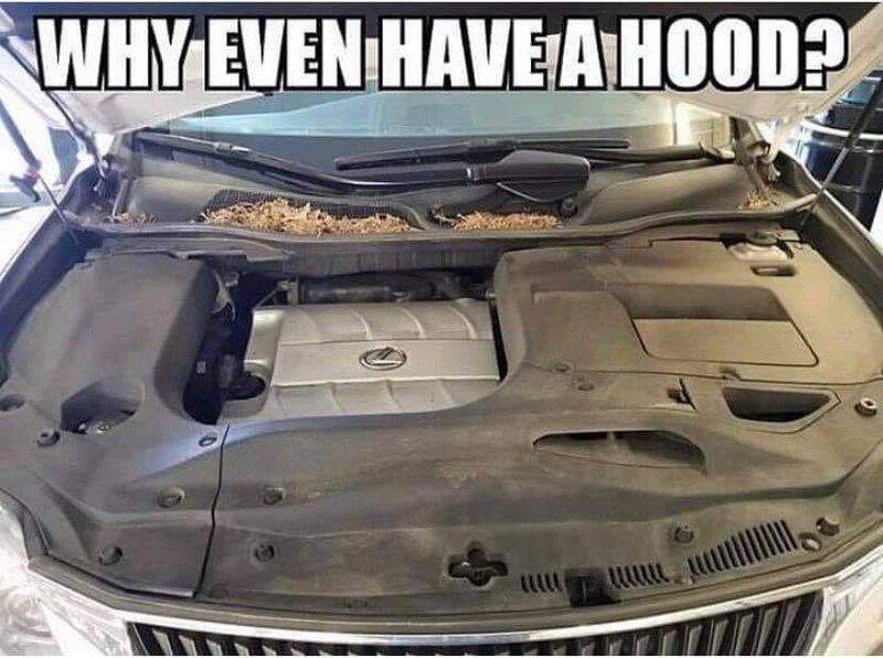 hood.jpg