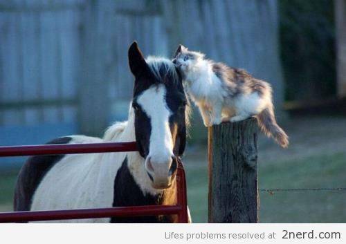 Horse-and-his-Cat-Friend.jpg