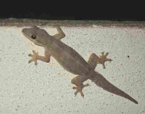 house-gecko.jpg