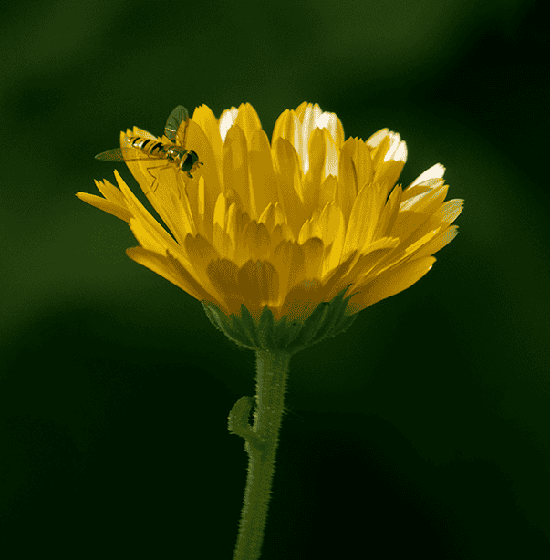 Hover fly on yellow Pot Marigold.png