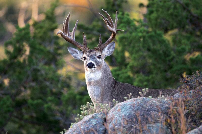 how-to-find-big-buck-sanctuaries-spring-1200x800.jpg