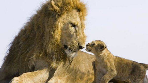 ht-lion-and-cub-two-mr-120822-wmain-jpg_190910.jpg