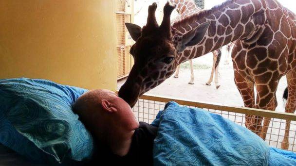 ht_giraffe_3_kab_140314_16x9_608.jpg