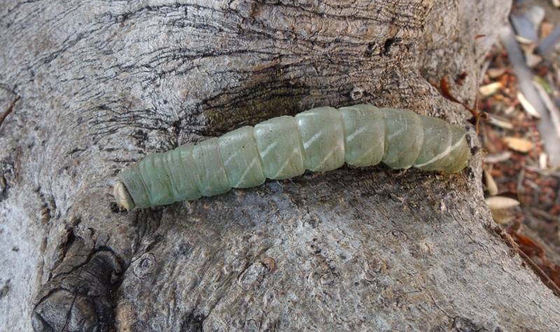 huge%20caterpillar_zpsspm74irl.jpg