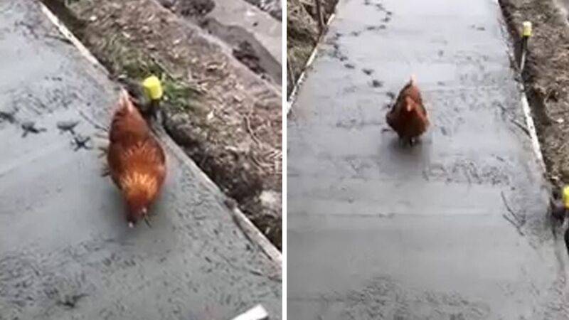 huhn-ruiniert-buergersteig.jpg