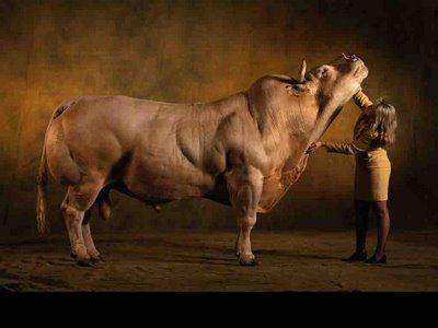 hulk_cow.jpg