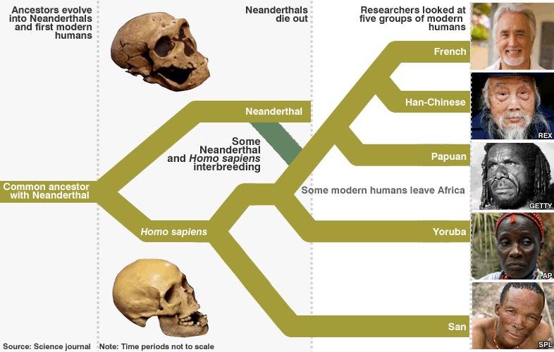 Human-cousins.jpg