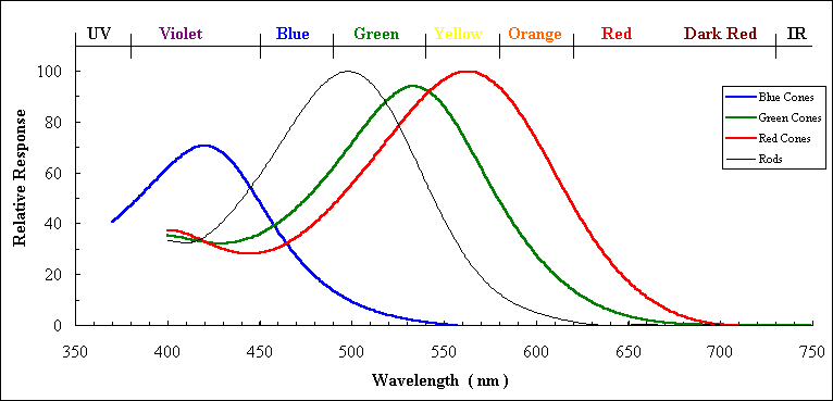 human_cone_action_spectra.gif