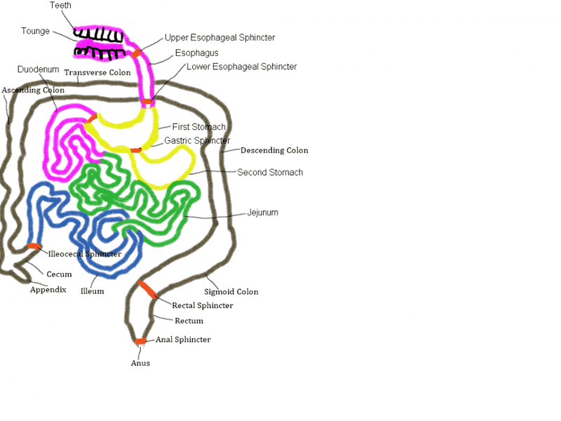 Humanoid Digestive System at rest.png