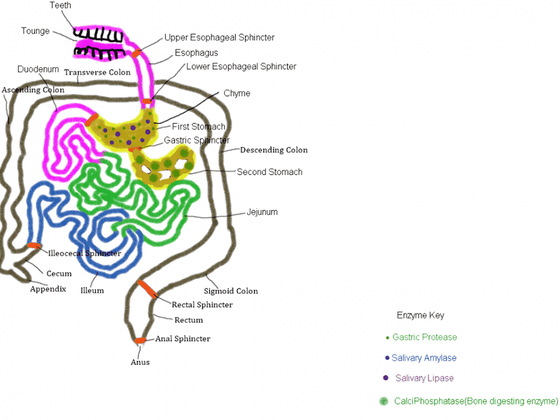 Humanoid Digestive System, Digestion in Stomach, bones.png