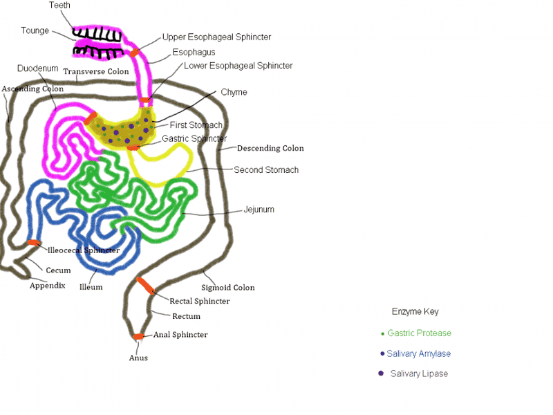 Humanoid Digestive System, Digestion in Stomach, no bones.png