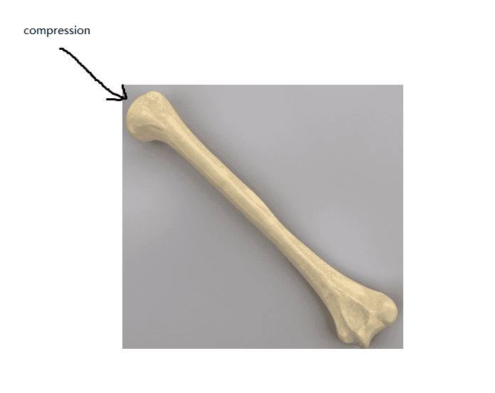 humerus.png