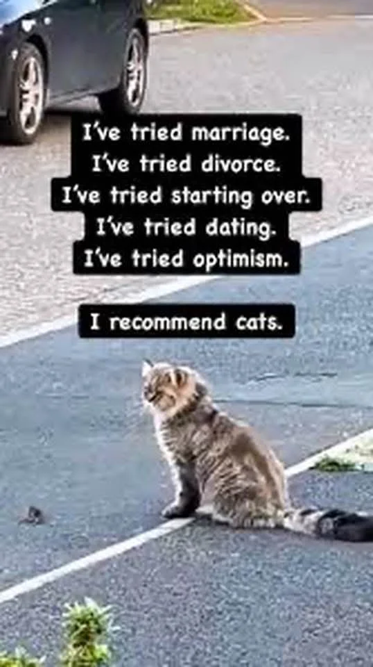 I recommend cats.webp