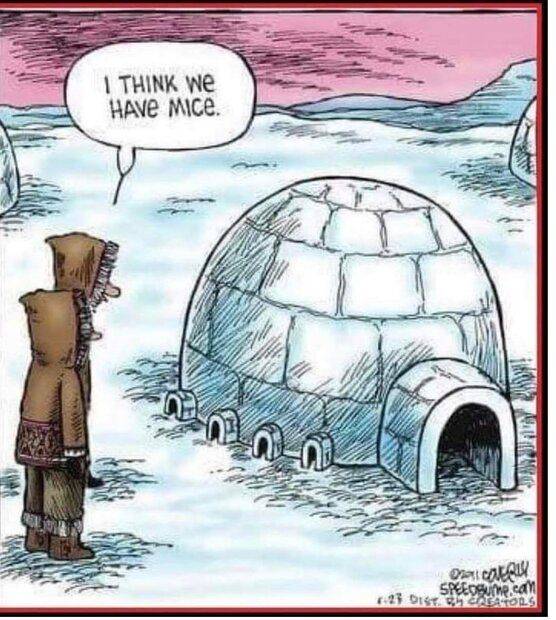 I think we have mice.jpg