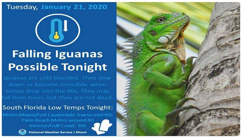 iguanas.jpg