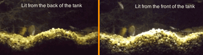 illuminated.fish.tank.gravel.2016.08.04.midnight.png
