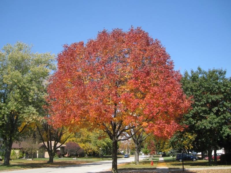 img2918r.jpg