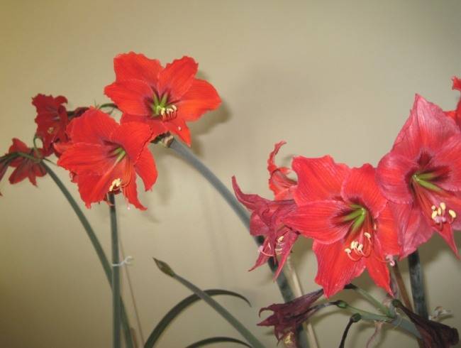 img8656o.jpg