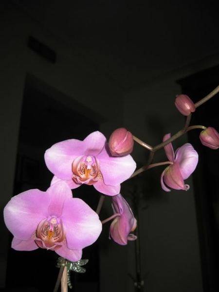 IMG_0979.jpg