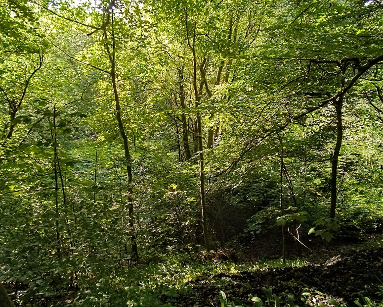 IMG_20250528_184551_987~2.webp