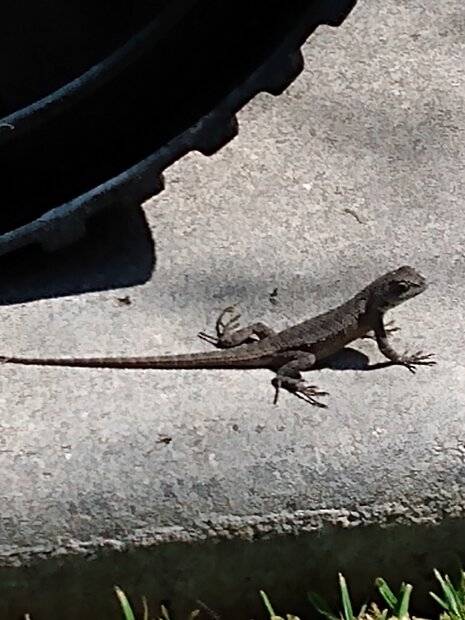 IMG_fencelizard_enlargement.jpg
