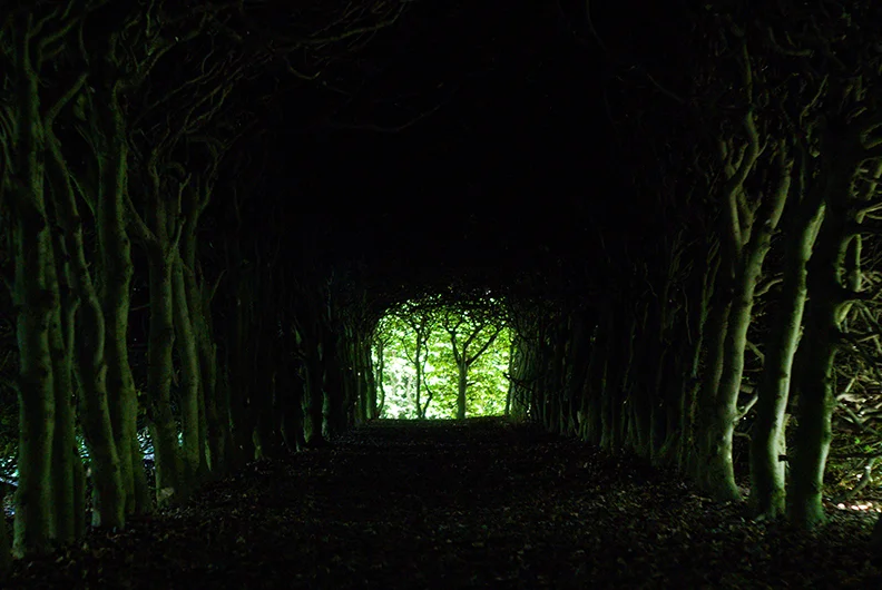 In the woods.webp