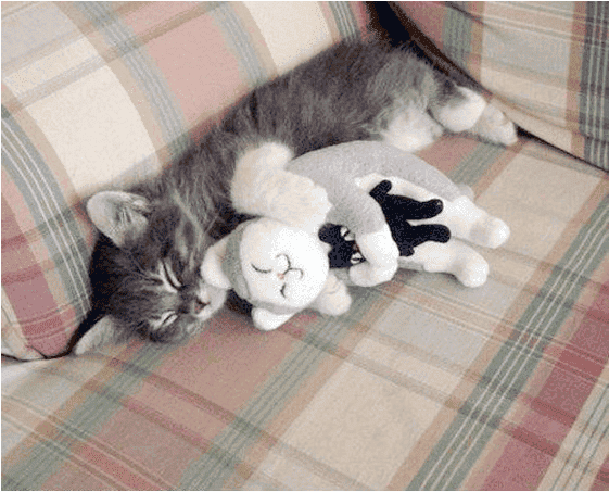 inception-cat.png