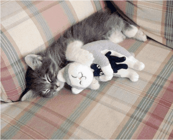 inception-cat.png