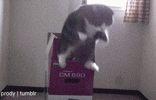 infinite-cat.gif