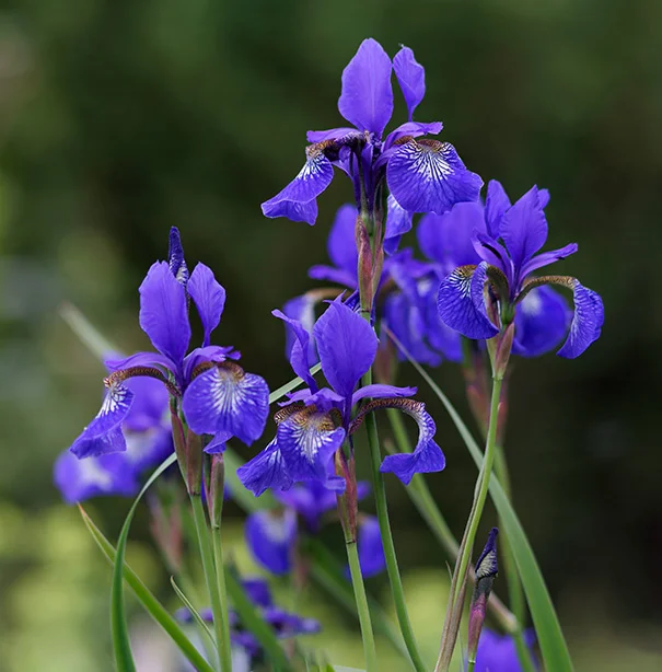 Iris sibirica.webp