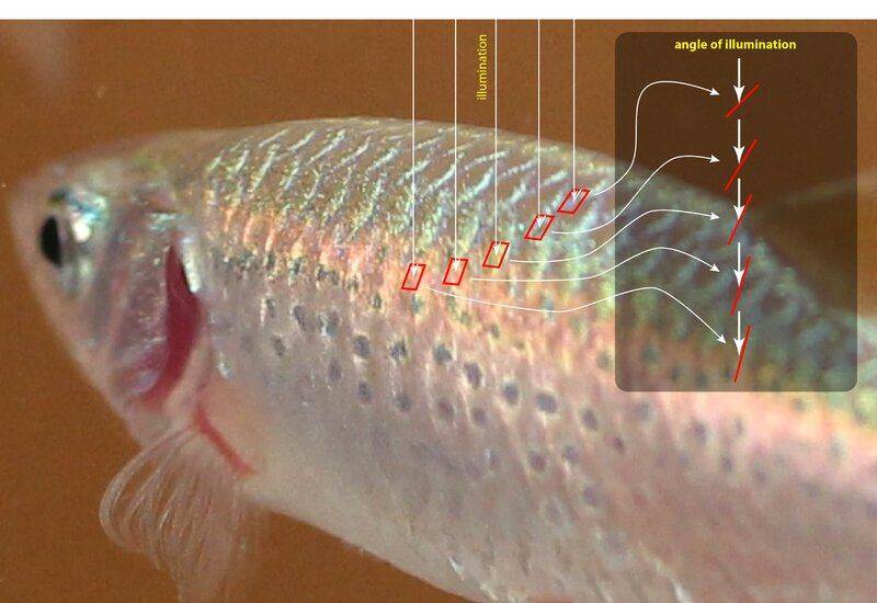 irridescence overlay.jpg