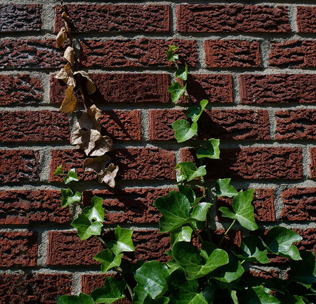 Ivy (Canon nFD 28mm f2.8).webp