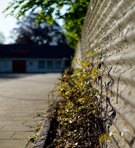 Ivy.jpg