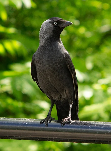 Jackdaw (1) (Canon FD 135mm).webp