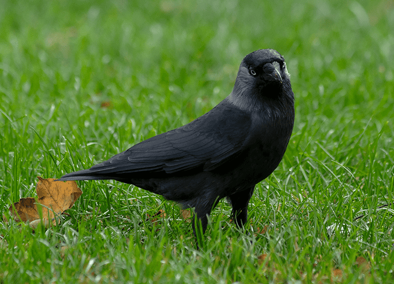 Jackdaw (1).png