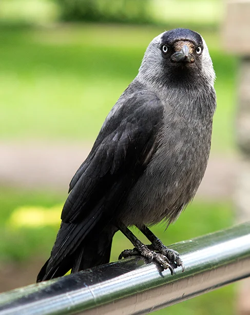 Jackdaw (2) (Canon FD 135mm).webp