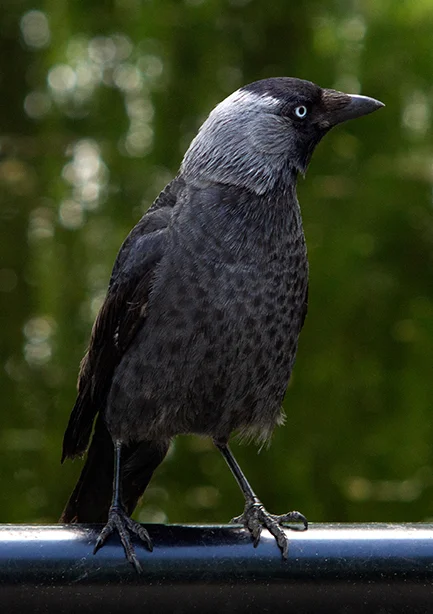 Jackdaw (3) (Canon FD 135mm).webp